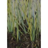 Keith Dunford, "Water Irises", watercolour, 29 x 20cm