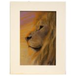 AR Vic Bearcroft (contemporary), Lion's Head, pastel, signed lower right, 45 x 30cm, mounted but