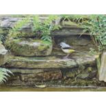 Hilary Burn, Bird study, watercolour, signed lower right, 34 x 47cm