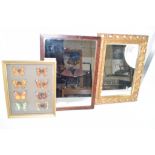 TWO MIRRORS, ONE IN WOODEN FRAME THE OTHER IN GILT FRAME AND COLLECTION OF BUTTERFLIES IN WOODEN