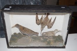 CASED VINTAGE TAXIDERMY