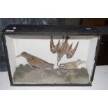 CASED VINTAGE TAXIDERMY