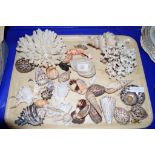 TRAY CONTAINING CARVED SEA SHELLS