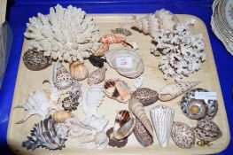 TRAY CONTAINING CARVED SEA SHELLS