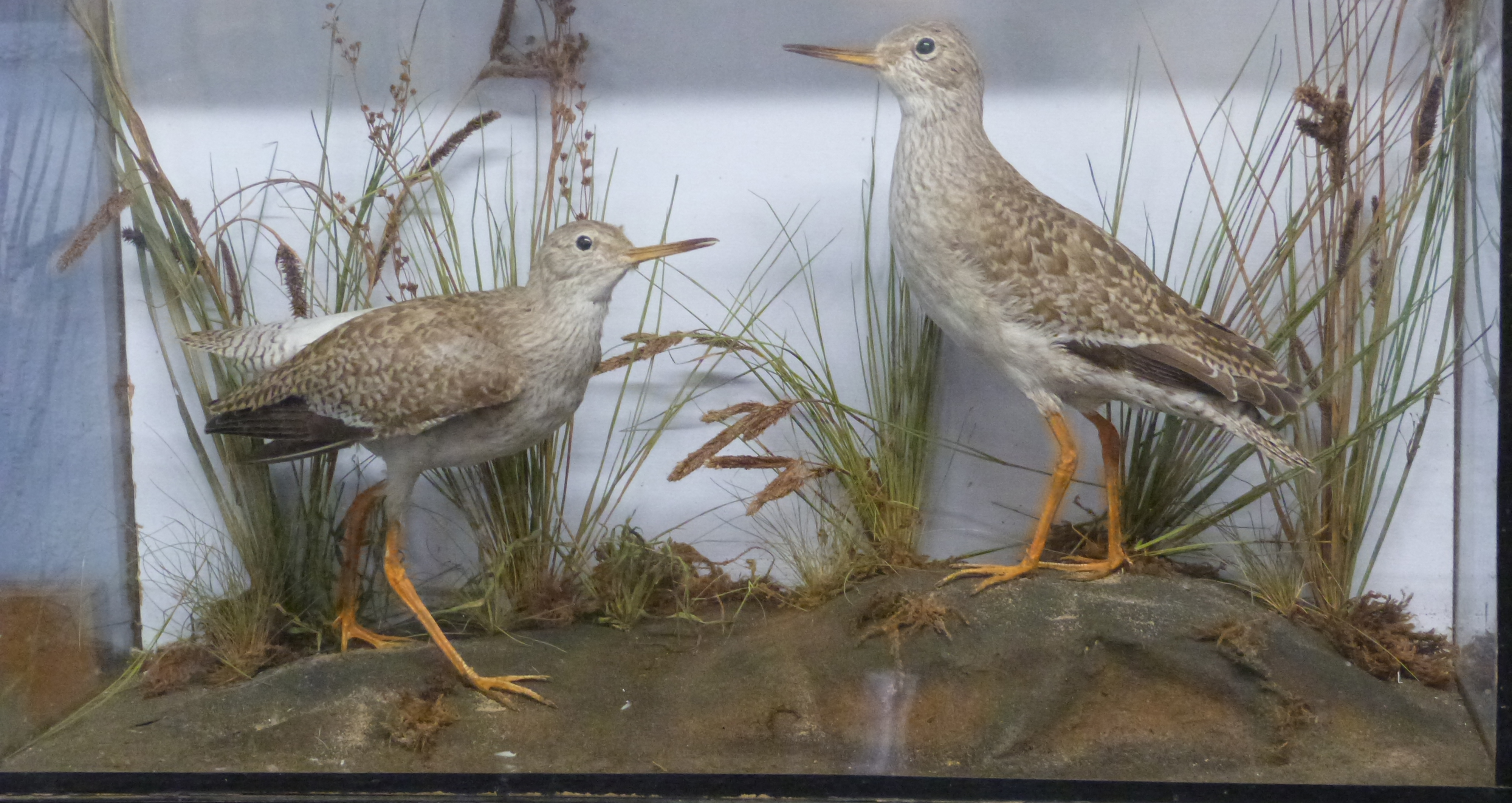Taxidermy cased two wading birds - Image 2 of 2