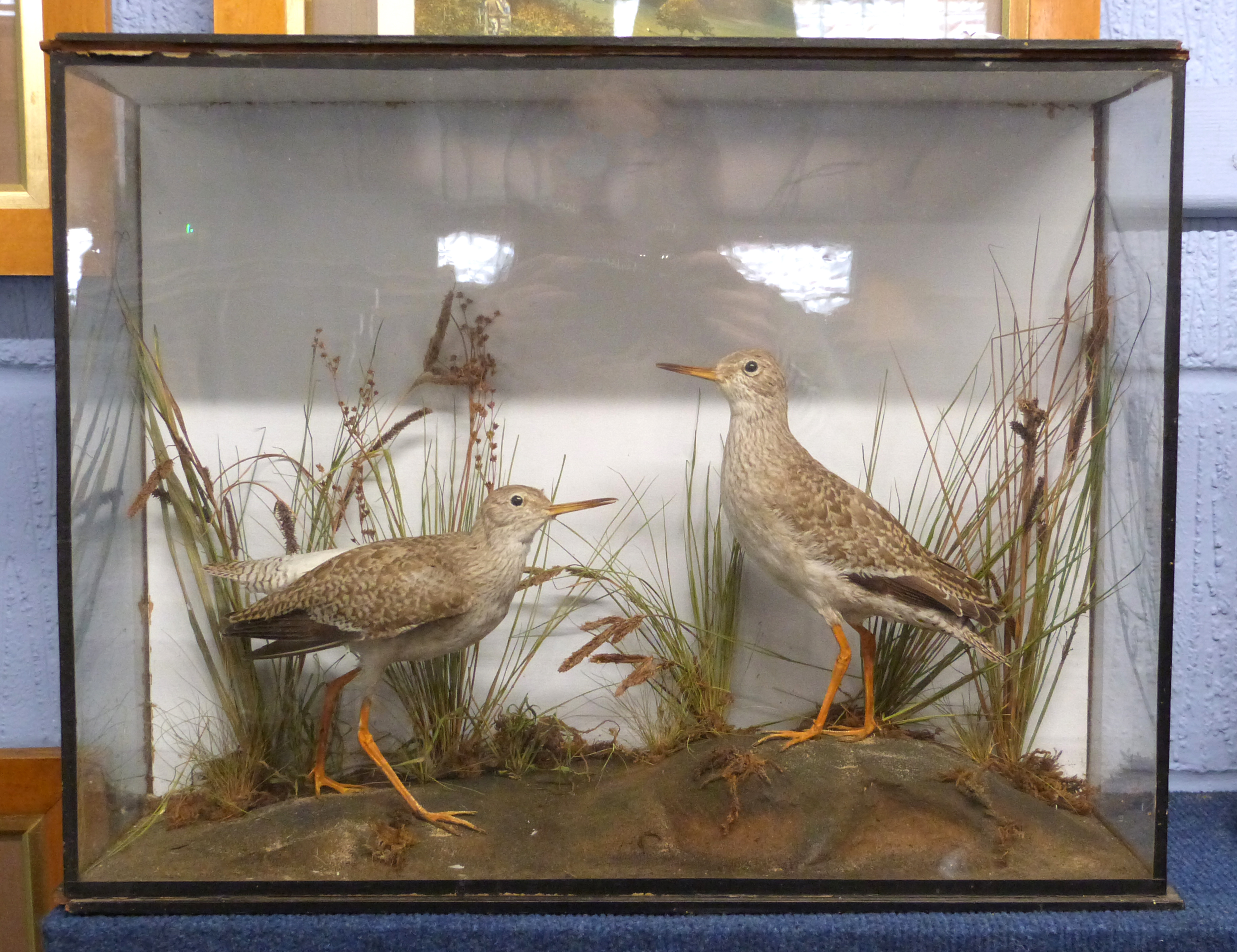 Taxidermy cased two wading birds