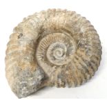 Fossil of a shell or mollusc, 20cm wide