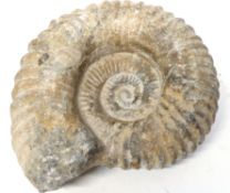 Fossil of a shell or mollusc, 20cm wide