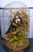 Taxidermy of a bird amongst foliage, in a glass dome on wooden base