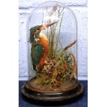 Taxidermy of a kingfisher on a branch beneath a dome with wooden base