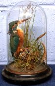 Taxidermy of a kingfisher on a branch beneath a dome with wooden base