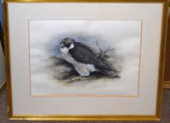 Ord, Peregrine falcon, pen, ink and watercolour, signed and dated 65, 31 x 40cm