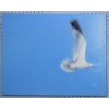 Luke Morgan, "Seagull study III", oil on canvas, signed and dated 04 verso, 40 x 50cm