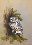 David Ord Kerr, Little Owl, watercolour and gouache, signed and dated 1972 lower right, 27 x 15cm