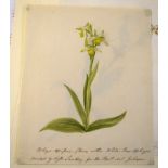 19th century botanical watercolour of a white bee orchid, inscribed "painted by Miss Sankey for