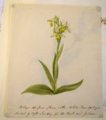 19th century botanical watercolour of a white bee orchid, inscribed "painted by Miss Sankey for