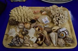 TRAY CONTAINING SEA SHELLS