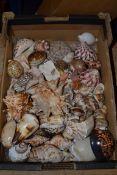 BOX CONTAINING VARIOUS SEA SHELLS