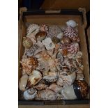 BOX CONTAINING VARIOUS SEA SHELLS