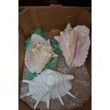 BOX CONTAINING THREE LARGE SEA SHELLS, LARGEST 29 X 20CM WIDE