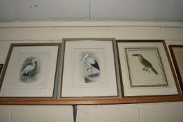 THREE PRINTS OF WADING BIRDS AND A PARROT