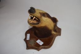 TAXIDERMY BADGER'S HEAD ON WOODEN PLINTH WITH PLAQUE "KILLED AT BRAWNS GORSE AUGUST 1922"