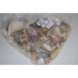 PLASTIC BAG CONTAINING EXTENSIVE QUANTITY OF SEASHELLS