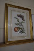 FRAMED PRINT OF FRUIT AND A BUTTERFLY IN GILT FRAME