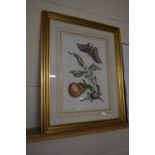 FRAMED PRINT OF FRUIT AND A BUTTERFLY IN GILT FRAME