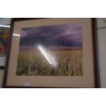 FRAMED PHOTOGRAPHIC PRINT OF A WHEATFIELD, 70 X 60CM