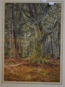 Unsigned watercolour, Woodland scene, labelled verso "Beaulieu 1927 P H Pimlott", 39 x 29cm