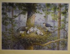 AR Richard Robjent (Born 1937), Pair of Sparrowhawk at Their Nest, watercolour, signed lower