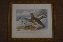 After Archibald Thorburn, Svalbard Rock Ptarmigan (reproduction)