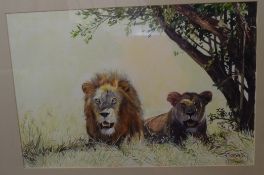 Charles Clifford Turner, Watercolour, signed, Lion and Lioness