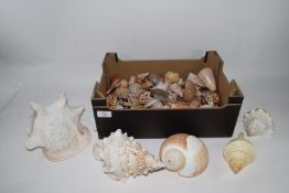 BOX CONTAINING SEASHELLS