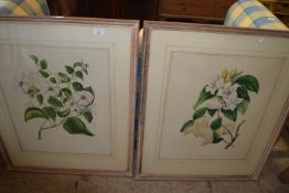 TWO LARGE FRAMED BOTANICAL PRINTS, EACH FRAME WIDTH APPROX 71CM