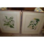 TWO LARGE FRAMED BOTANICAL PRINTS, EACH FRAME WIDTH APPROX 71CM