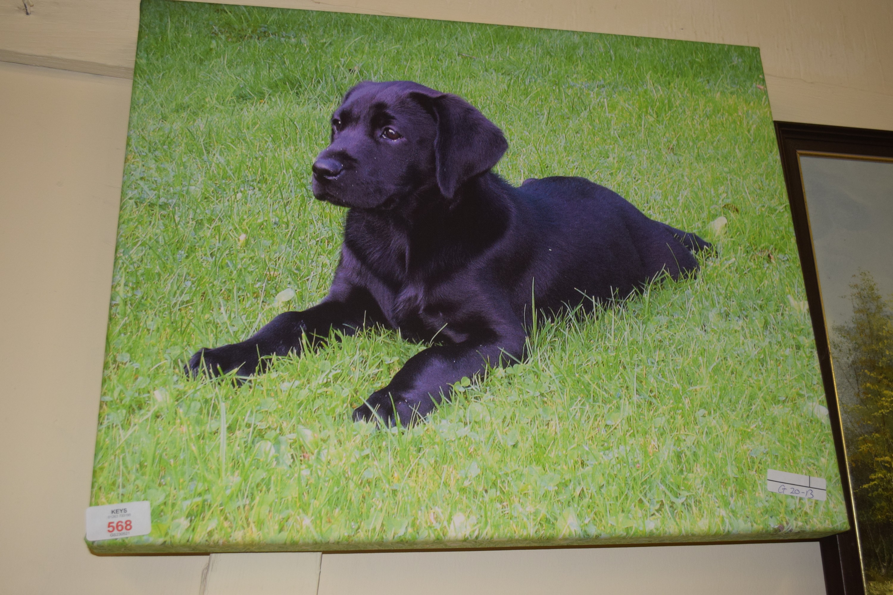 PICTURE OF A LABRADOR PUP