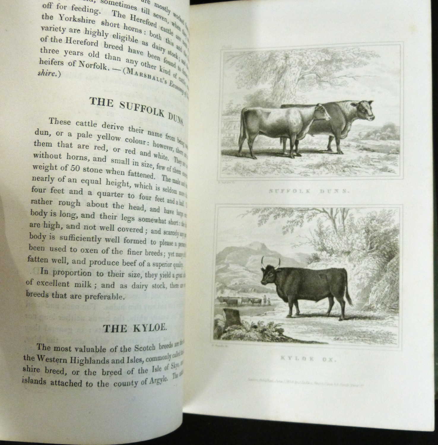 ANON: THE ILLUSTRATIONS OF NATURAL HISTORY EMBRACING A SERIES OF ENGRAVINGS AND DESCRIPTIVE ACCOUNTS - Image 3 of 4