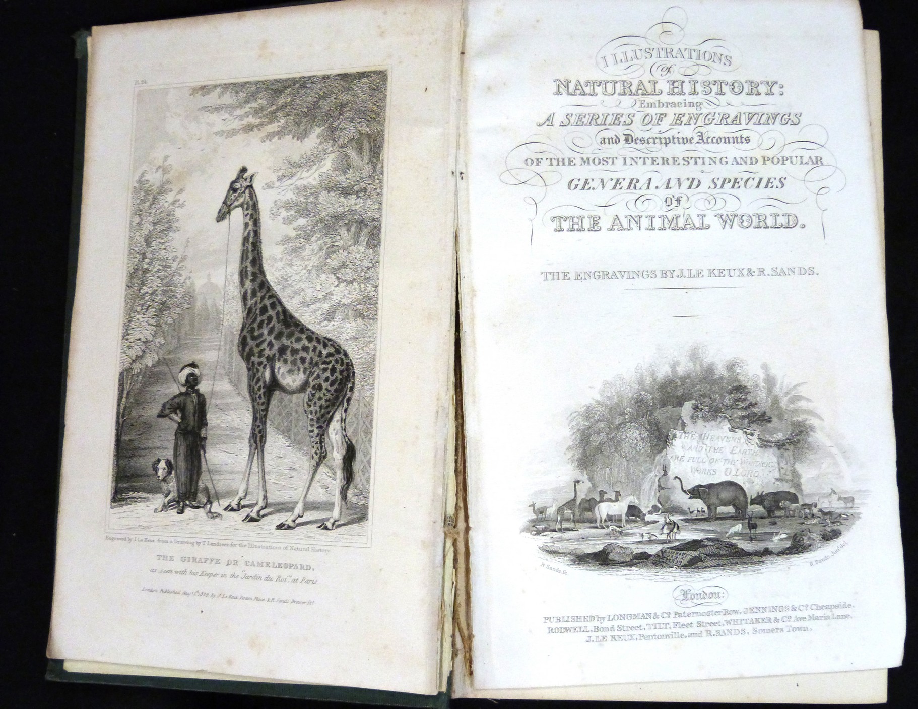 ANON: THE ILLUSTRATIONS OF NATURAL HISTORY EMBRACING A SERIES OF ENGRAVINGS AND DESCRIPTIVE ACCOUNTS