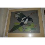 PASTEL PICTURE OF A MAGPIE, SIGNED TURNER