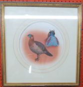 J C Harrison, Watercoulour, Pheasant Study "Temminks Tragopan", produced for the book "Pheasants