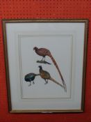 J C Harrison, Watercoulour, three Pheasant Studies (single frame), produced for the book "