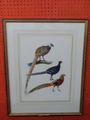 J C Harrison, Watercoulour, three Pheasant Studies (single frame), produced for the book "