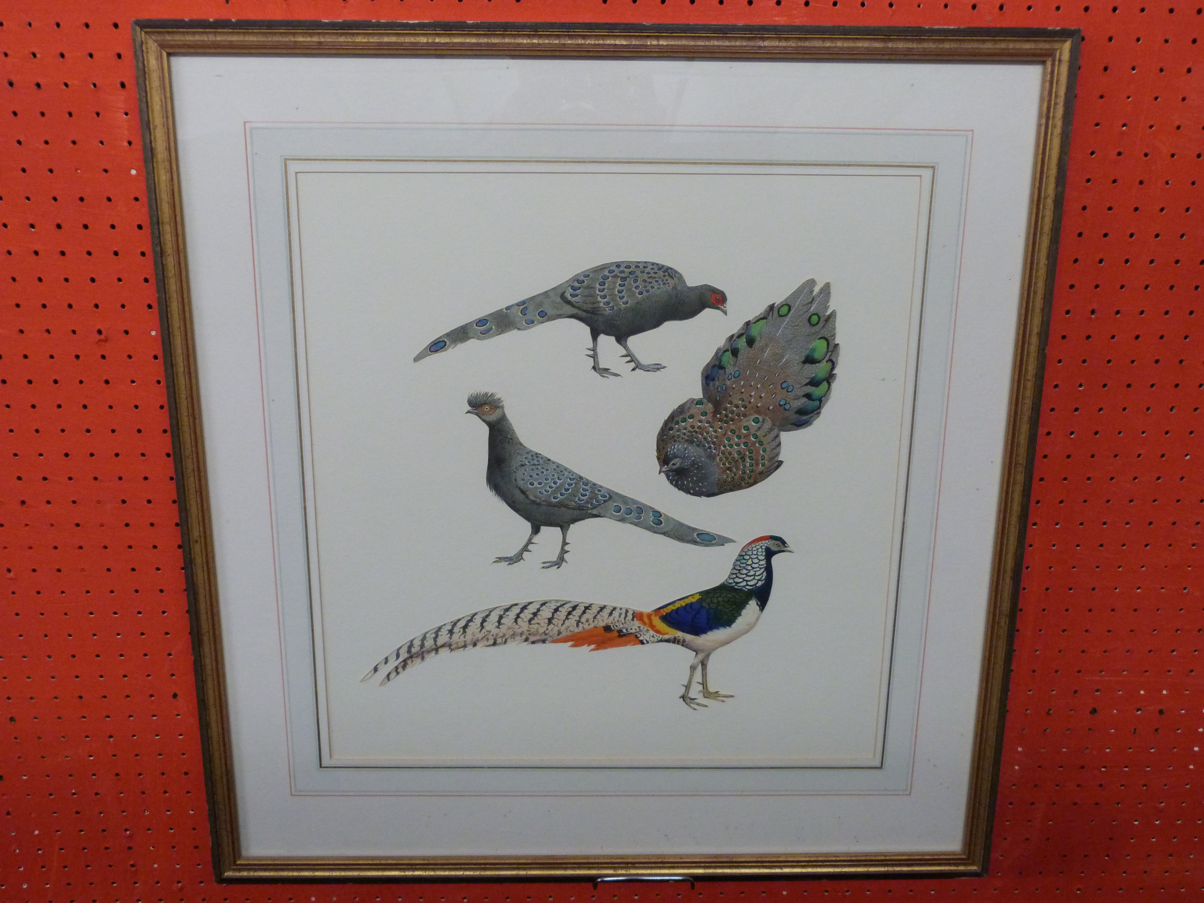 J C Harrison, Watercoulour, four Pheasant Studies (single frame), produced for the book "Pheasants