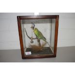 STUFFED BUDGERIGAR IN SMALL WOODEN CASE