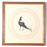 J C Harrison, Watercoulour, Pheasant Study "Swinhoes Pheasant", produced for the book "Pheasants