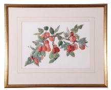 Bridget Graham-Cloete, Study Red Plums, watercolour, initialled lower left, framed and glazed