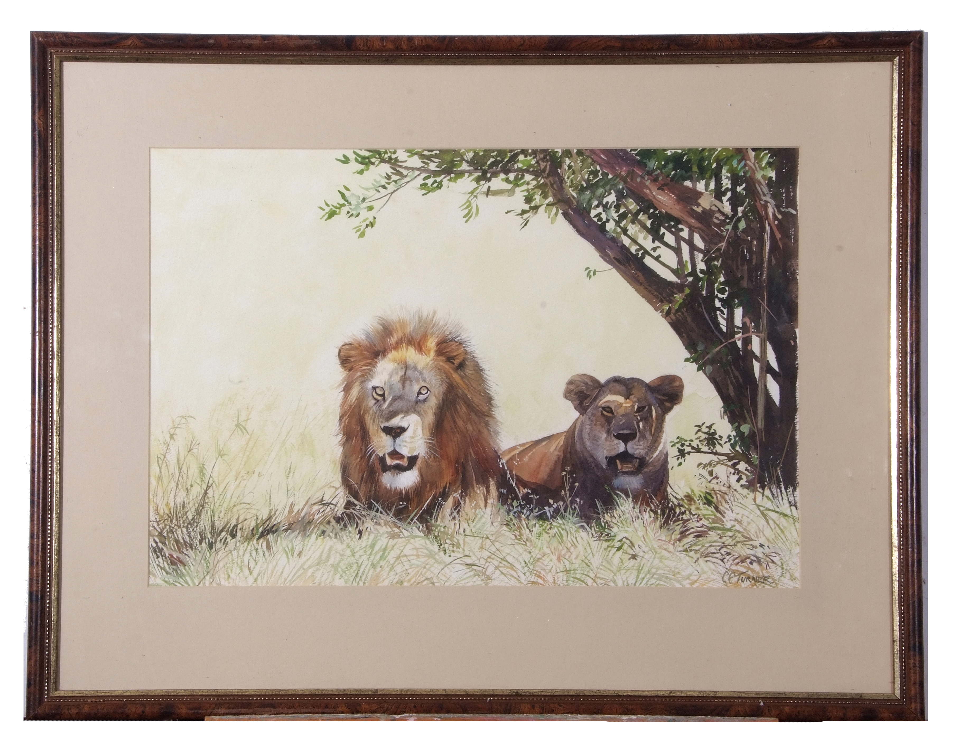 Charles Clifford Turner, signed, Lion and Lioness, 36 x 52cm