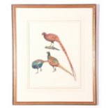 J C Harrison, Watercoulour, three Pheasant Studies (single frame), produced for the book "